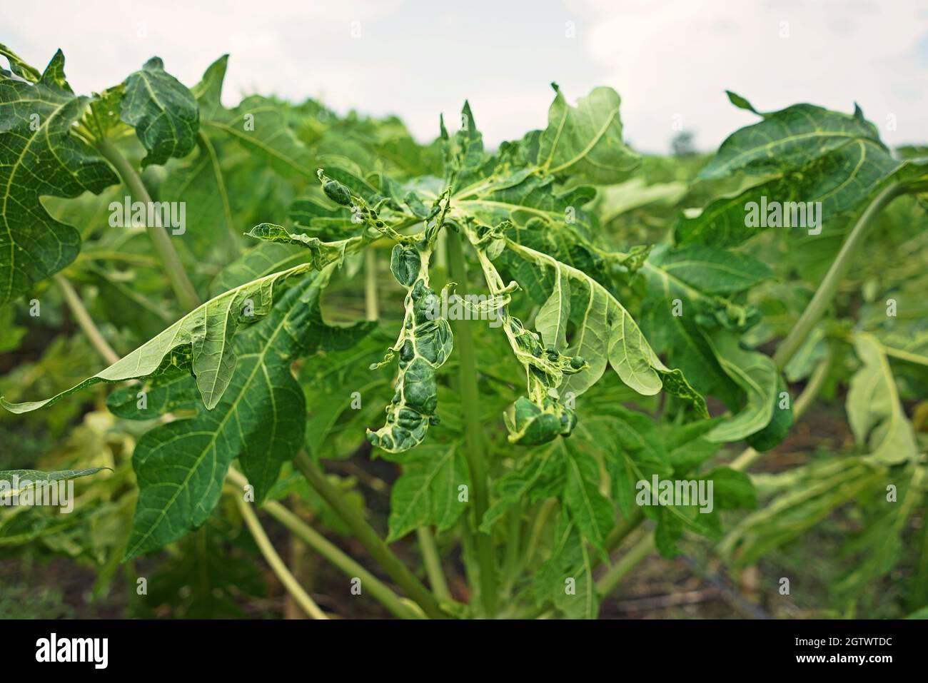 Papaya infectado por la enfermedad del virus, el virus de la mancha del anillo de Papaya
