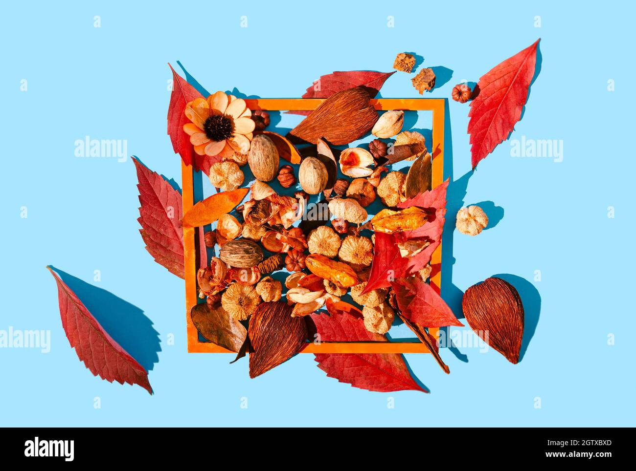 Hojas rojas de otoño y plantas de popurrí en un marco de madera naranja. Fondo azul pastel. El otoño vibra un diseño creativo romántico. Foto de stock