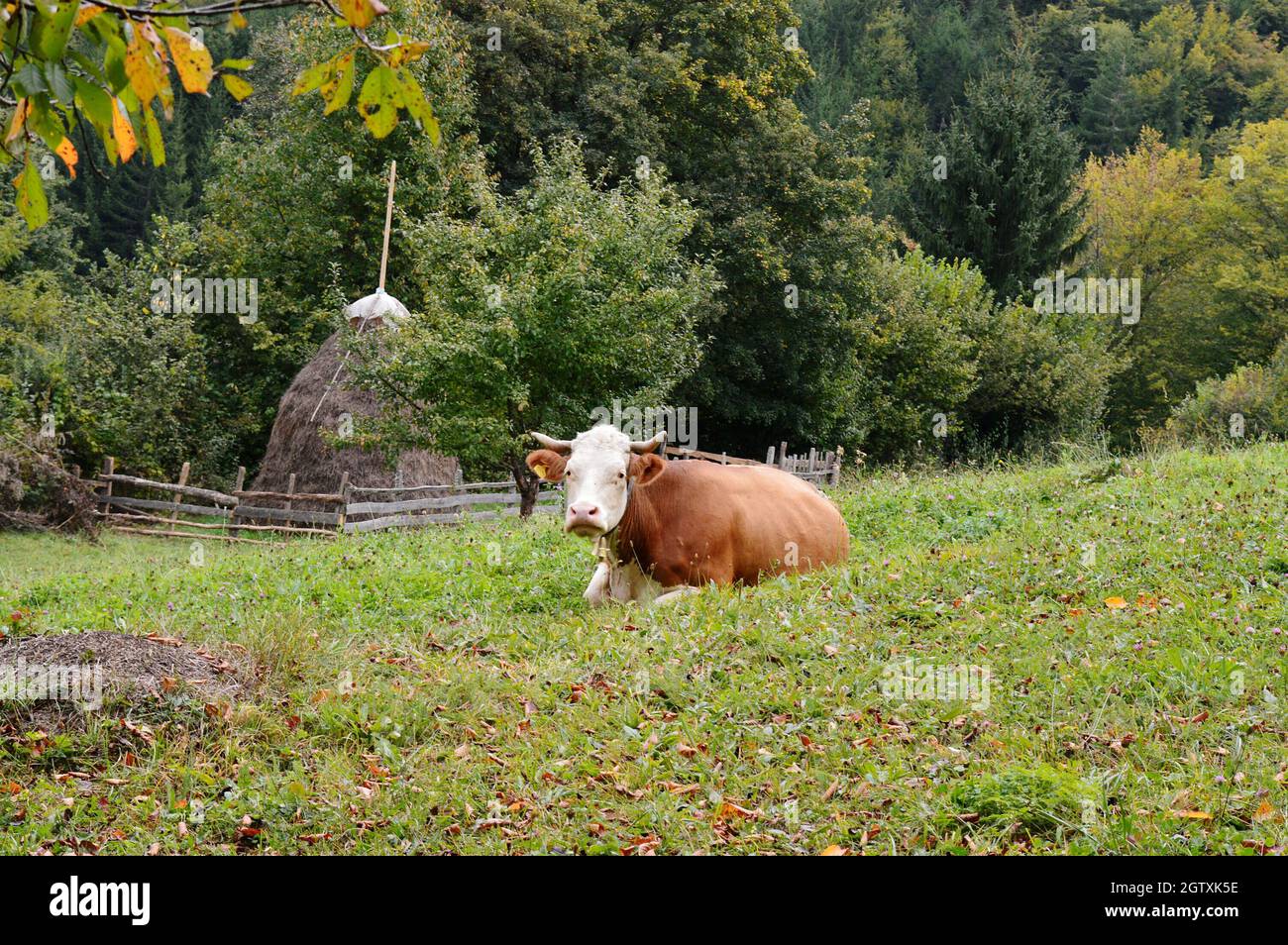 Vacas en un campo Foto de stock