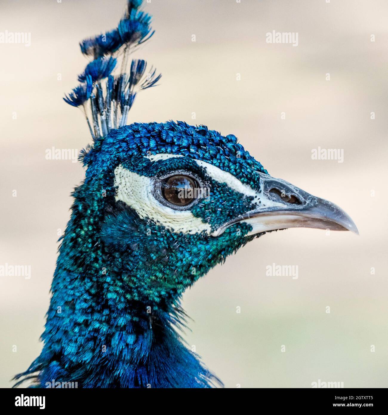 Cara de pavo real fotografías e imágenes de alta resolución - Alamy