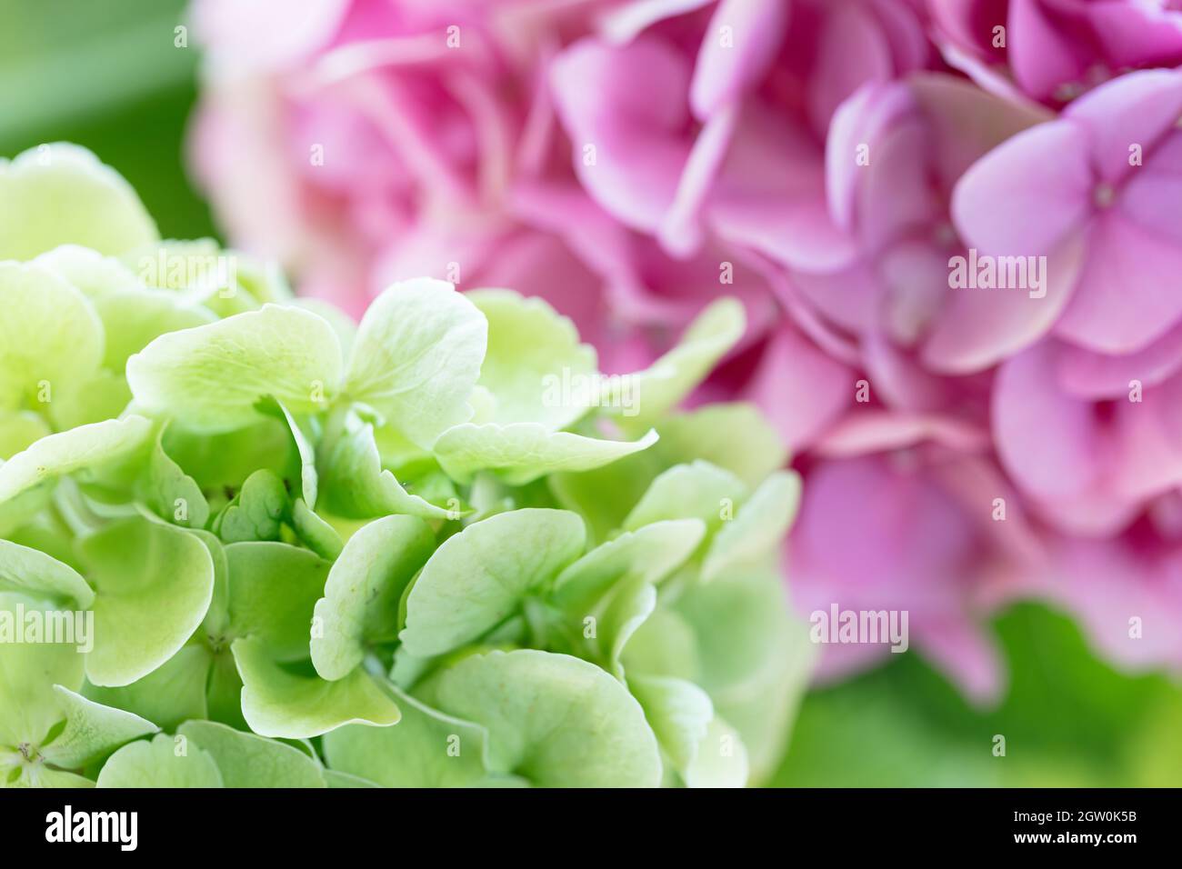 Flores verdes y rosadas de hortensia o hortensia Primer plano. Flores  naturales de hortensias de fondo Fotografía de stock - Alamy