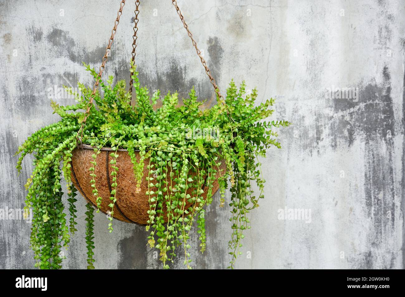 árbol colgante en maceta de coco fotografías e imágenes de alta resolución  - Alamy