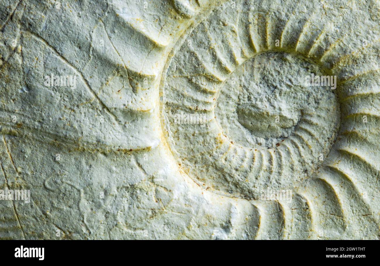 Una ammonita fosilizada Foto de stock