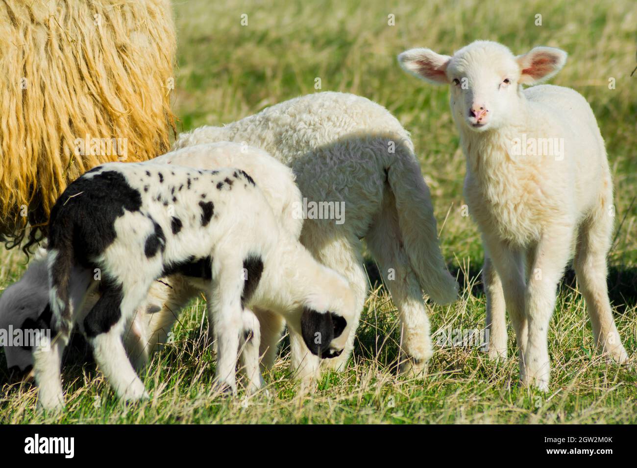 Lindos Young Lambs en pastura, temprano en la mañana en primavera. Ovejas y corderos del yute en la pastura. Foto de stock
