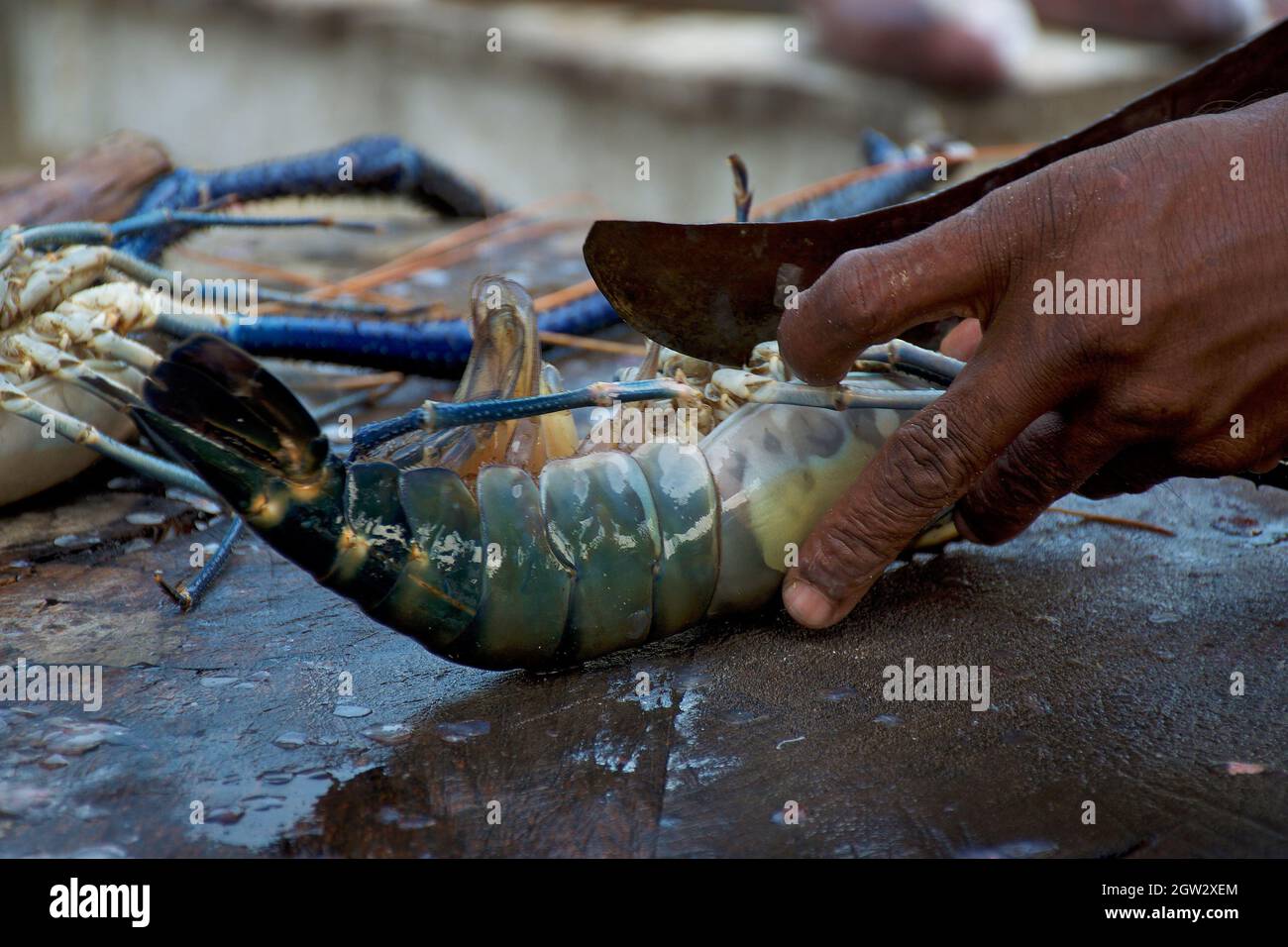 Cook corta la langosta en el mercado de pescado, Sri Lanka. Foto de stock