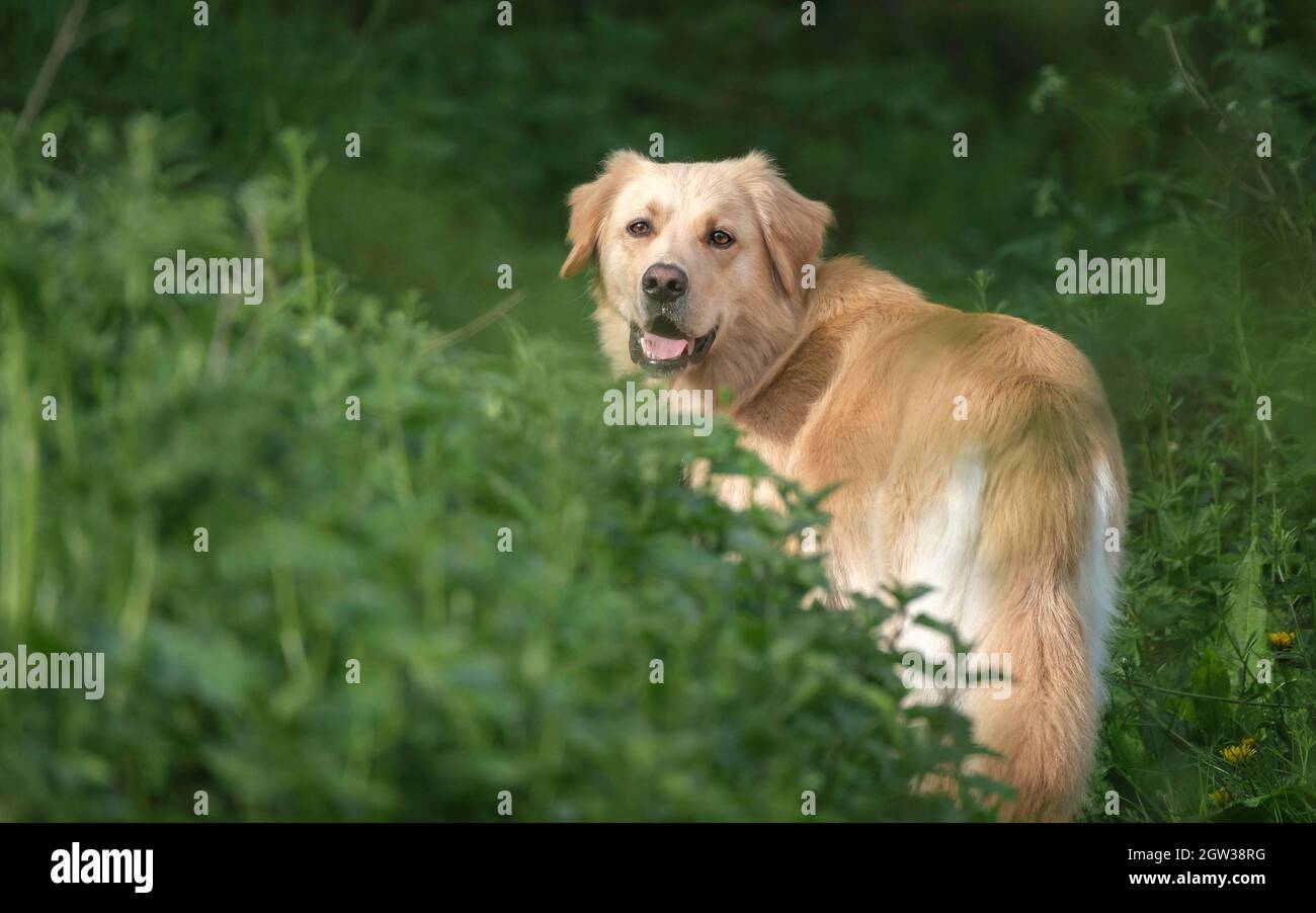 Gran perro dorado Caminando por el campo, mirando hacia atrás a la cámara  Fotografía de stock - Alamy