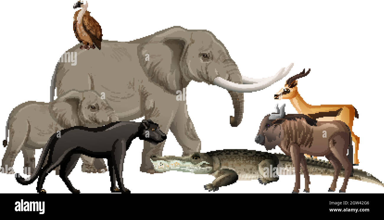 Grupo De Animales Salvajes Africanos Sobre Fondo Blanco Imagen Vector 