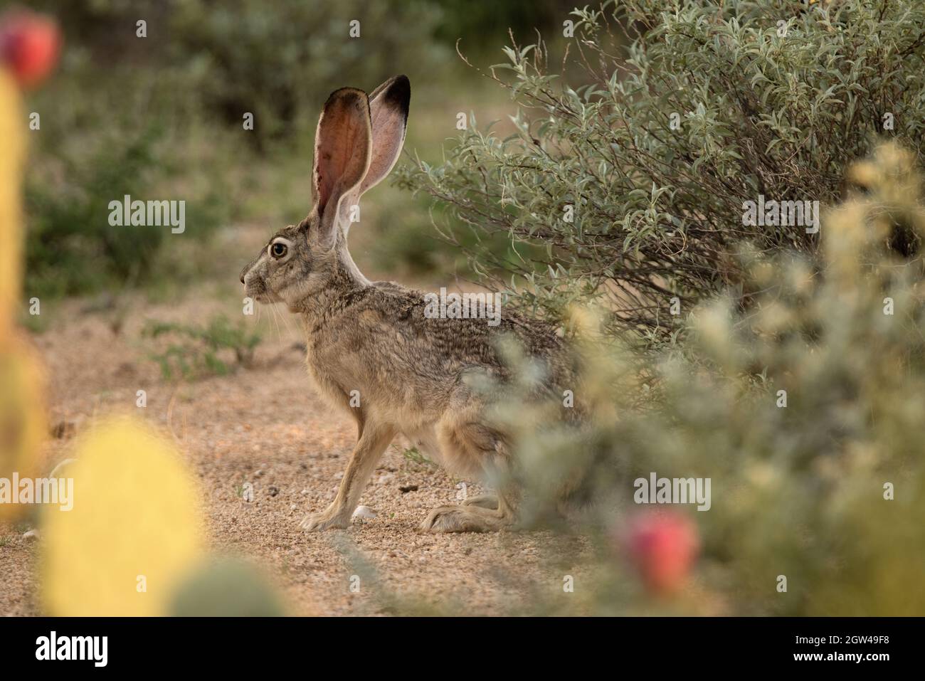Conejo de cola negra (Lepus californicus), desierto de Sonora, Arizona Foto de stock