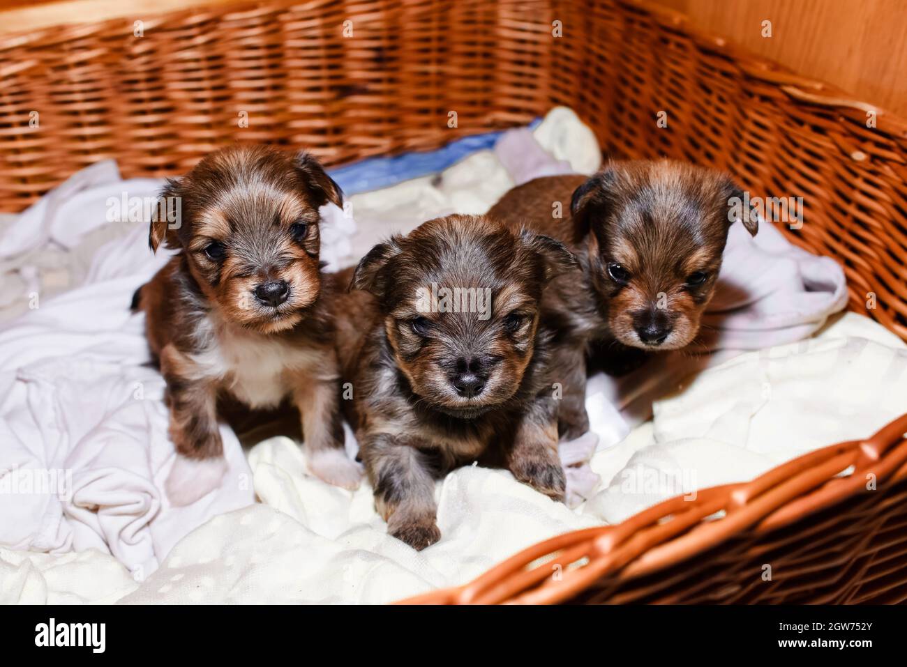 Cachorros recién nacidos en una cesta de mimbre, retrato. Tres cachorros  Brown Yorkshire Terrier Fotografía de stock - Alamy