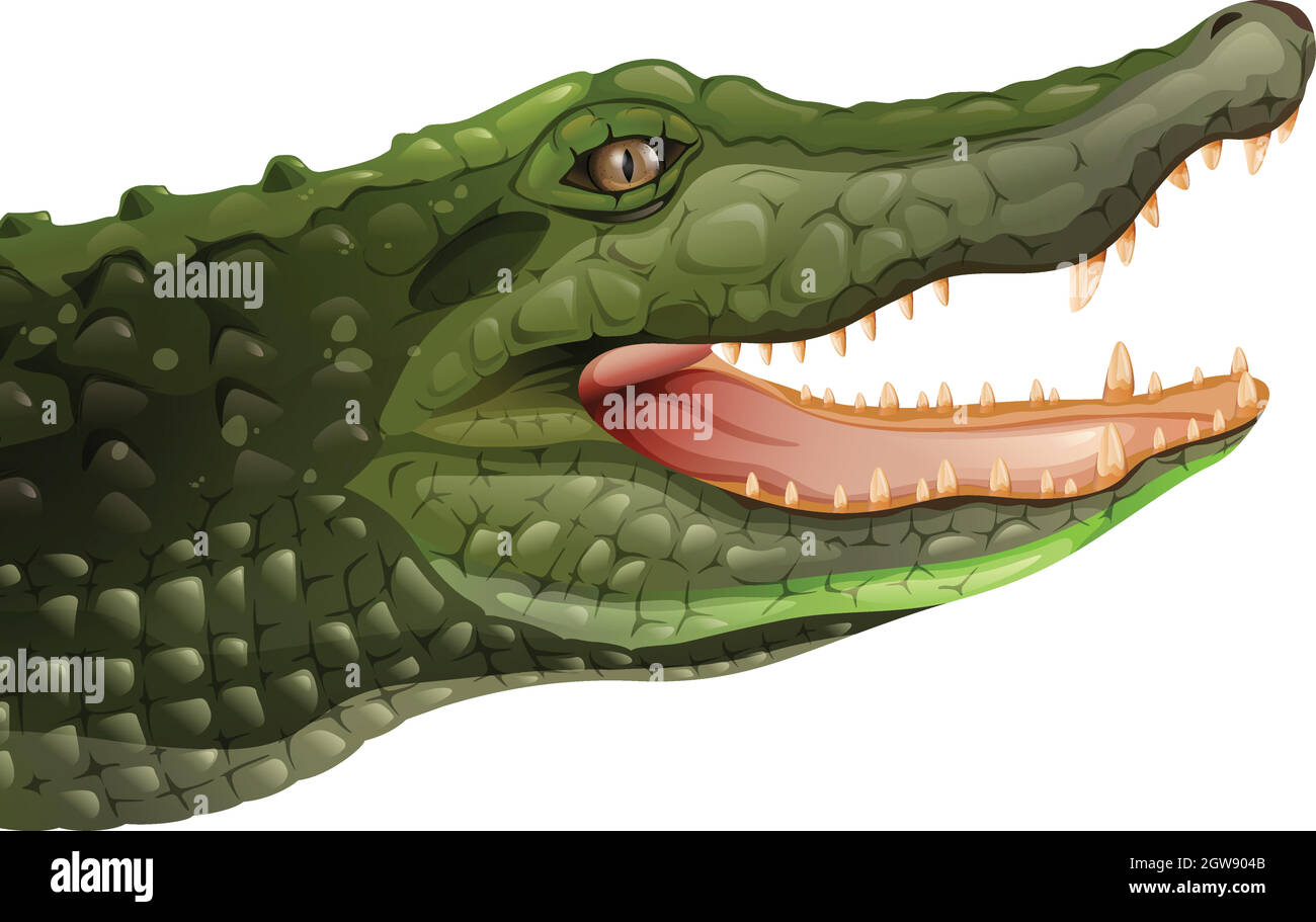 Un cocodrilo Ilustración del Vector