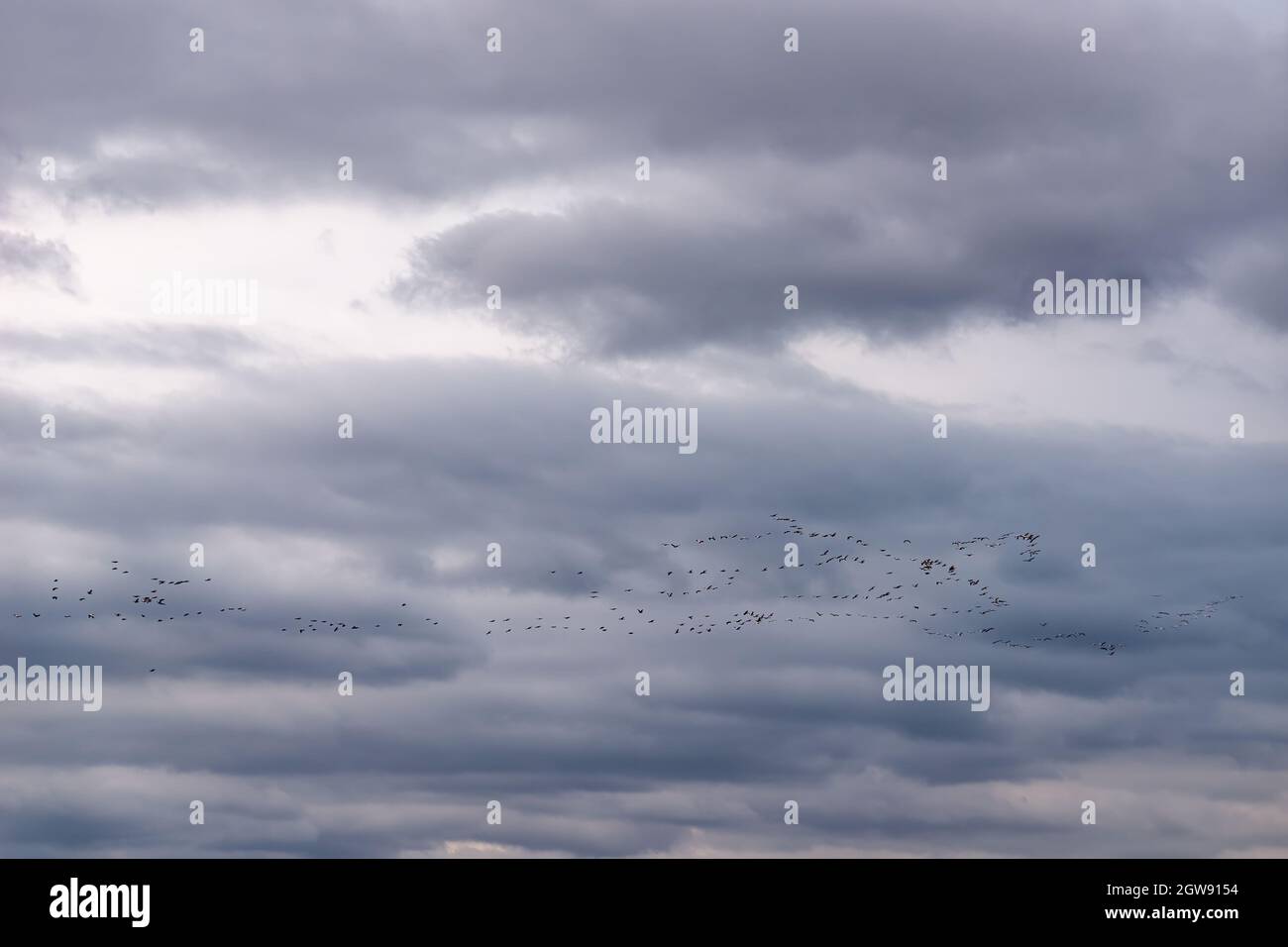 Aves en formación de vuelo haciendo su migración estacional anual contra el cielo gris del otoño. Rebaño de aves silvestres volando en lo alto del cielo de otoño. Foto de stock