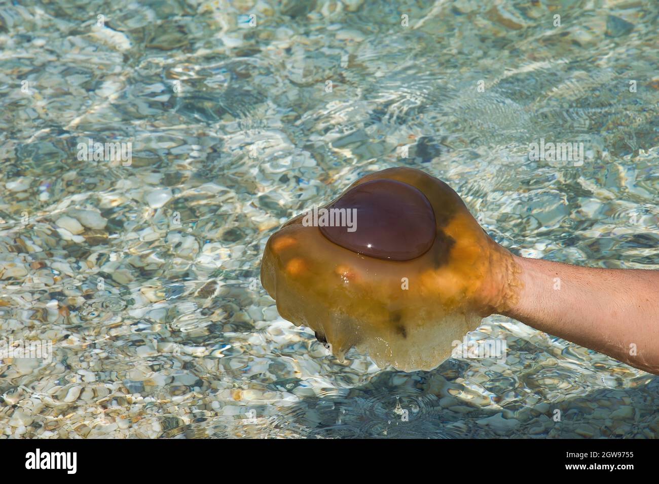 Las famosas medusas marrones o las medusas mediterráneas o más conocidas  como Cotylorhiza tuberculata aparecen a finales de julio hasta los primeros  días de octubre Fotografía de stock - Alamy