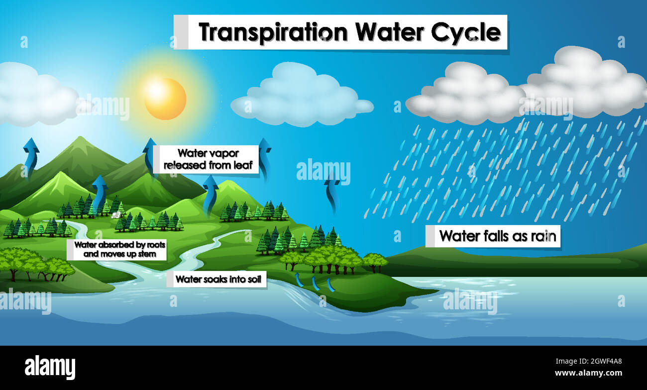 Diagrama que muestra el ciclo de agua de transpiración Imagen Vector de