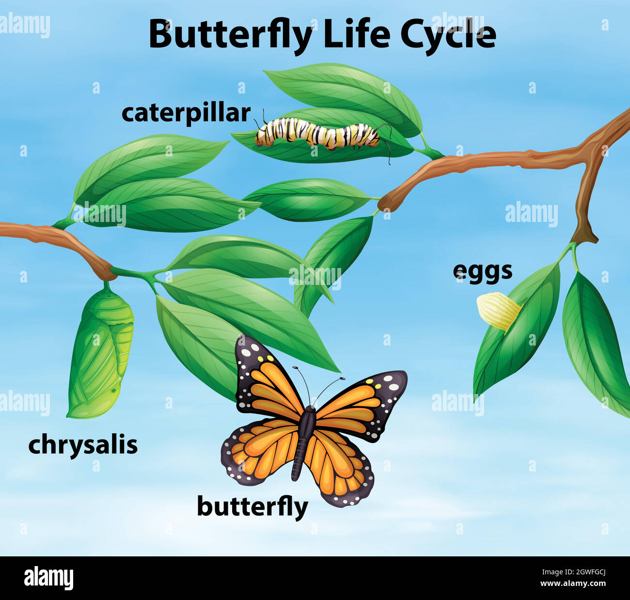 Diagrama Del Ciclo De Vida De La Mariposa Imagen Vector De Stock Alamy Hot Sex Picture 9145