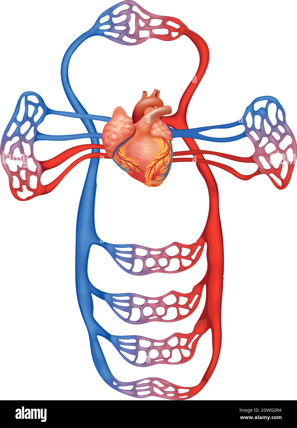 Sistema circulatorio Ilustración del Vector