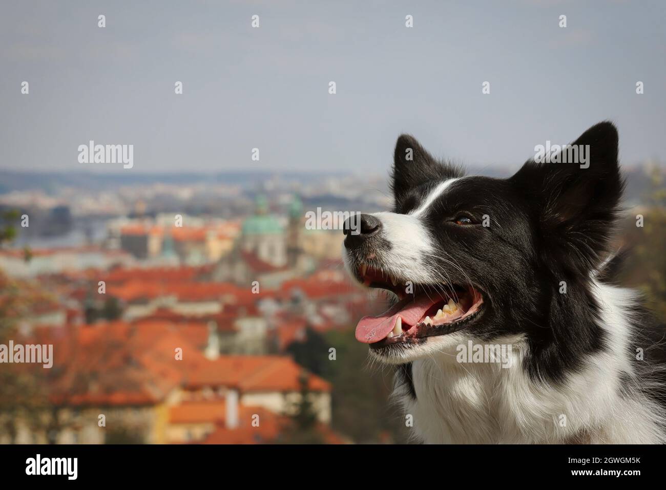Perro urbano fotografías e imágenes de alta resolución - Alamy