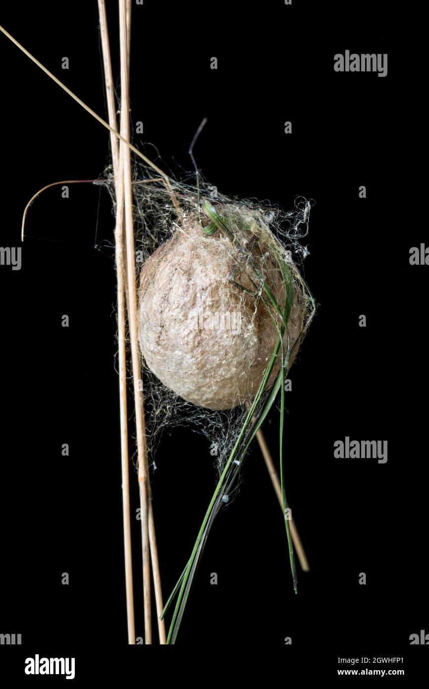 Un ejemplo del saco de huevo de una araña de avispa, Argiope bruennichi, que se ha extendido desde Europa y colonizado partes del sur de Inglaterra. Dorset Inglaterra Reino Unido Foto de stock