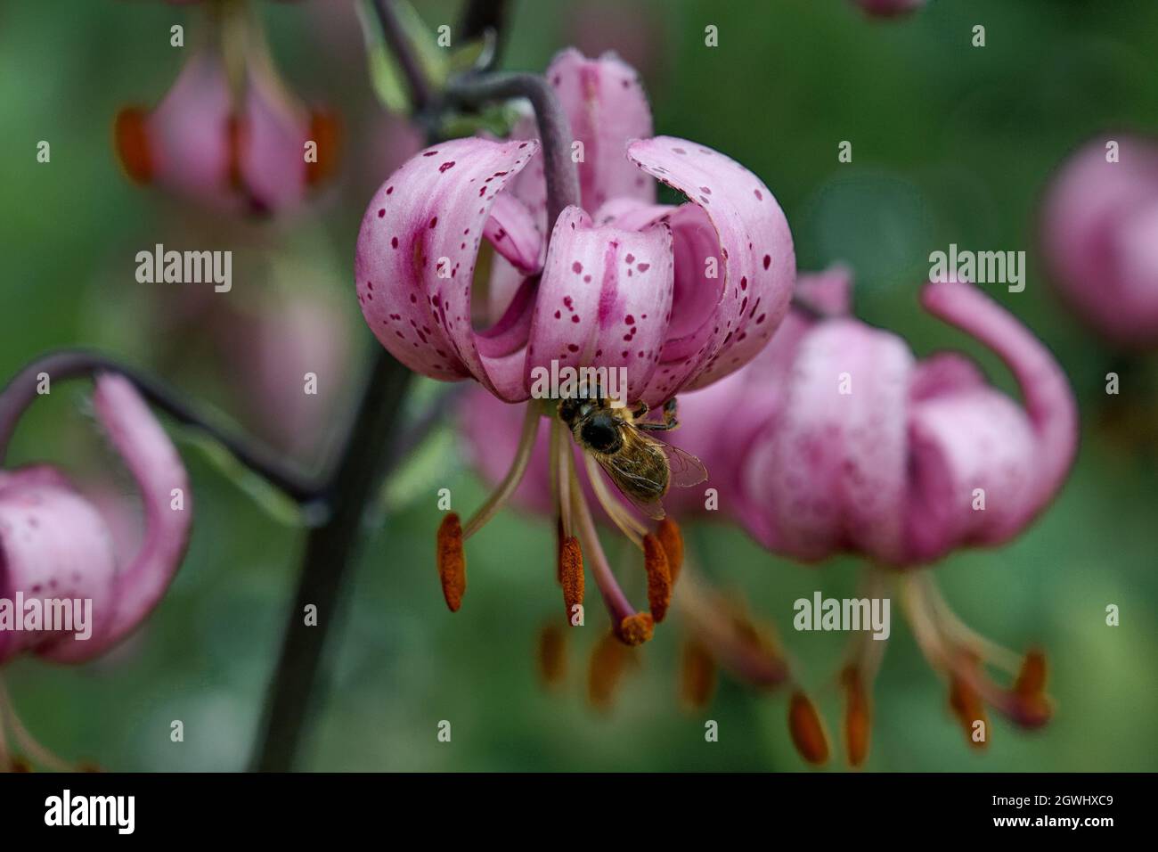 Una abeja recoge néctar de las flores rosadas de lirios silvestres martagon en el jardín Foto de stock