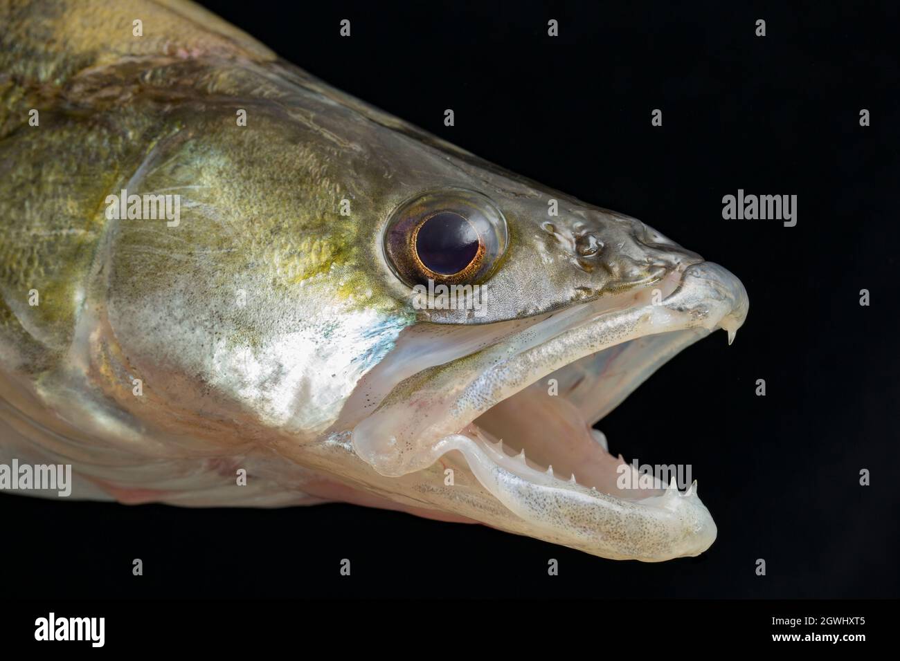 La cabeza y las mandíbulas de un Zander, Sander lucioperca. Zander es una especie depredadora que predica sobre otros peces. Son una especie invasora no nativa en t Foto de stock