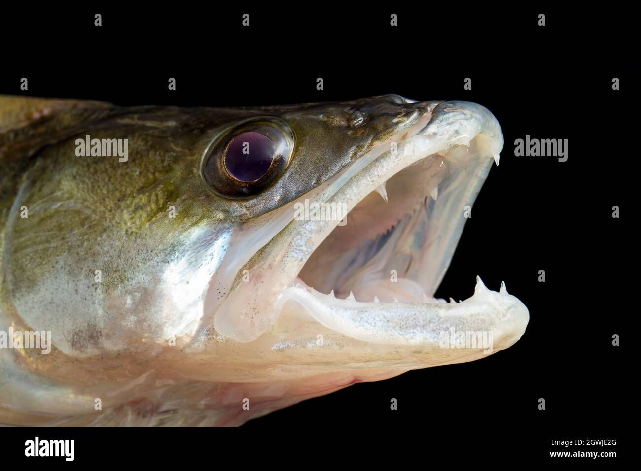 La cabeza y las mandíbulas de un Zander, Sander lucioperca. Zander es una especie depredadora que predica sobre otros peces. Son una especie invasora no nativa en t Foto de stock