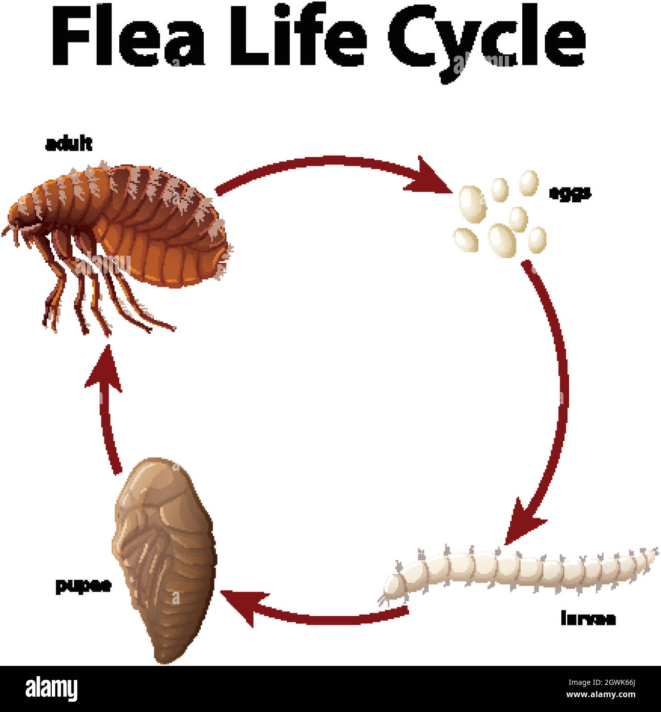 Diagrama que muestra el ciclo de vida de la pulga Imagen Vector de stock Alamy Diagrama que muestra el ciclo de vida de la pulga Imagen Vector de stock Alamy