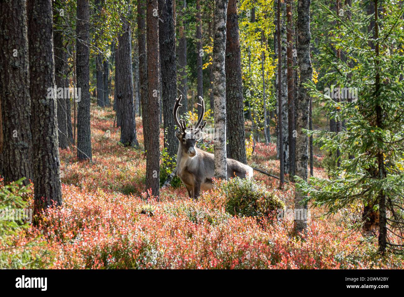 Renos en el bosque con colores otoñales en Laponia finlandesa Foto de stock