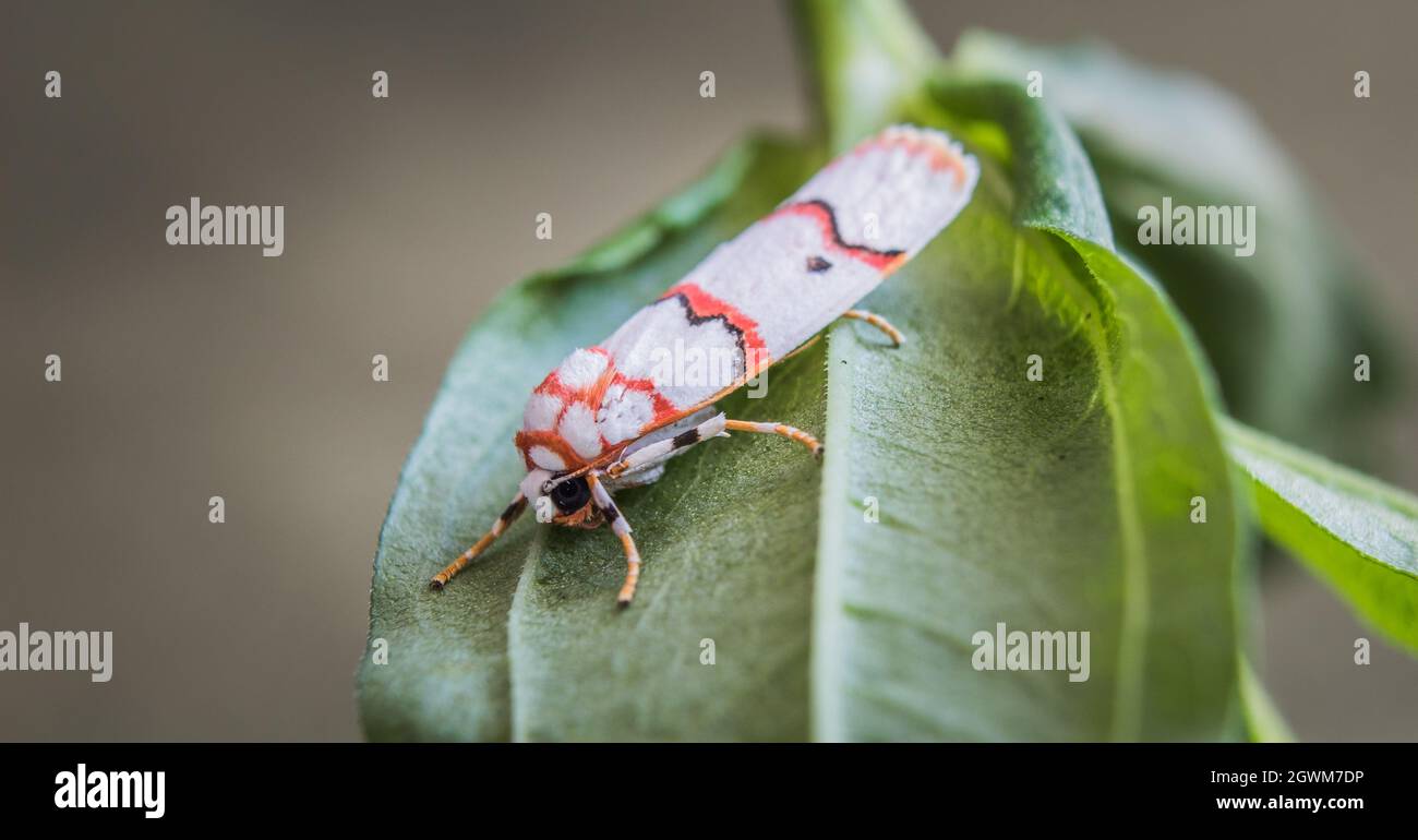 Macro imagen de la hermosa Moth CYANA Foto de stock