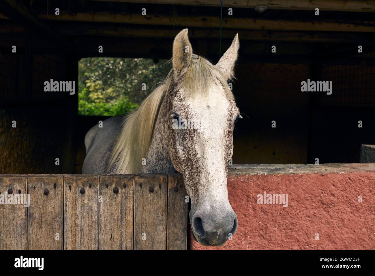Cerrar Upbof Horse en Stable Foto de stock