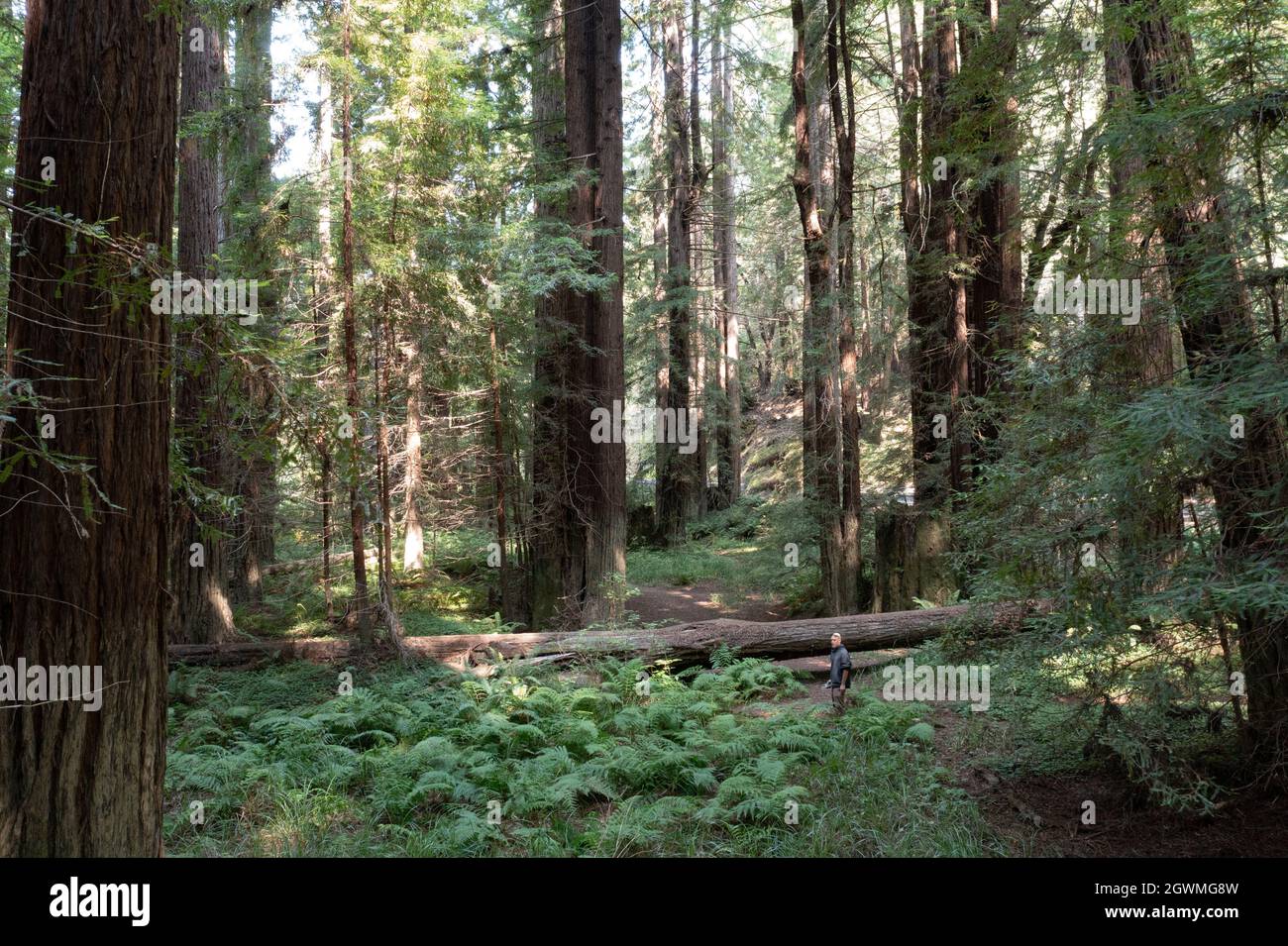 En Mendocino, California, crecen enormes árboles de secoya costeros. Esta región del norte de California es el hogar de extensos bosques de secoyas. Foto de stock