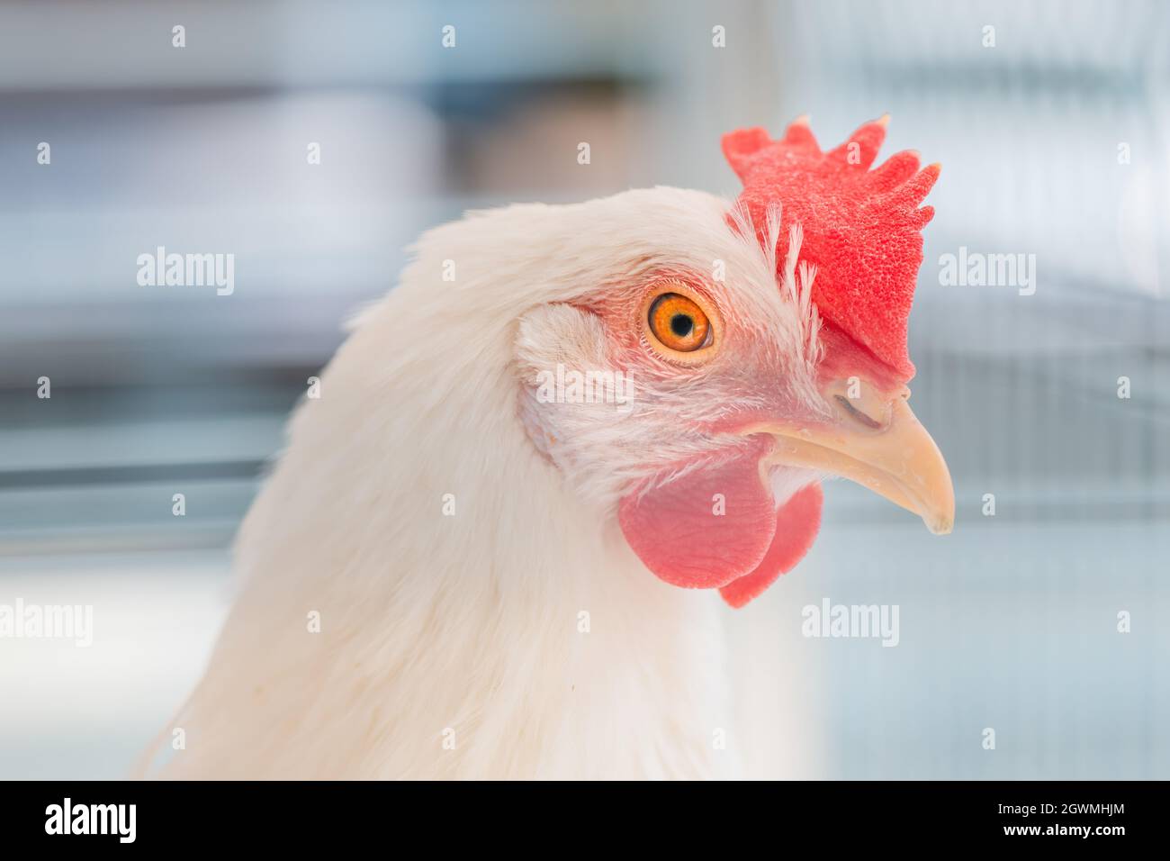 Primer plano de gallina blanca de pollo con enfoque selectivo Foto de stock