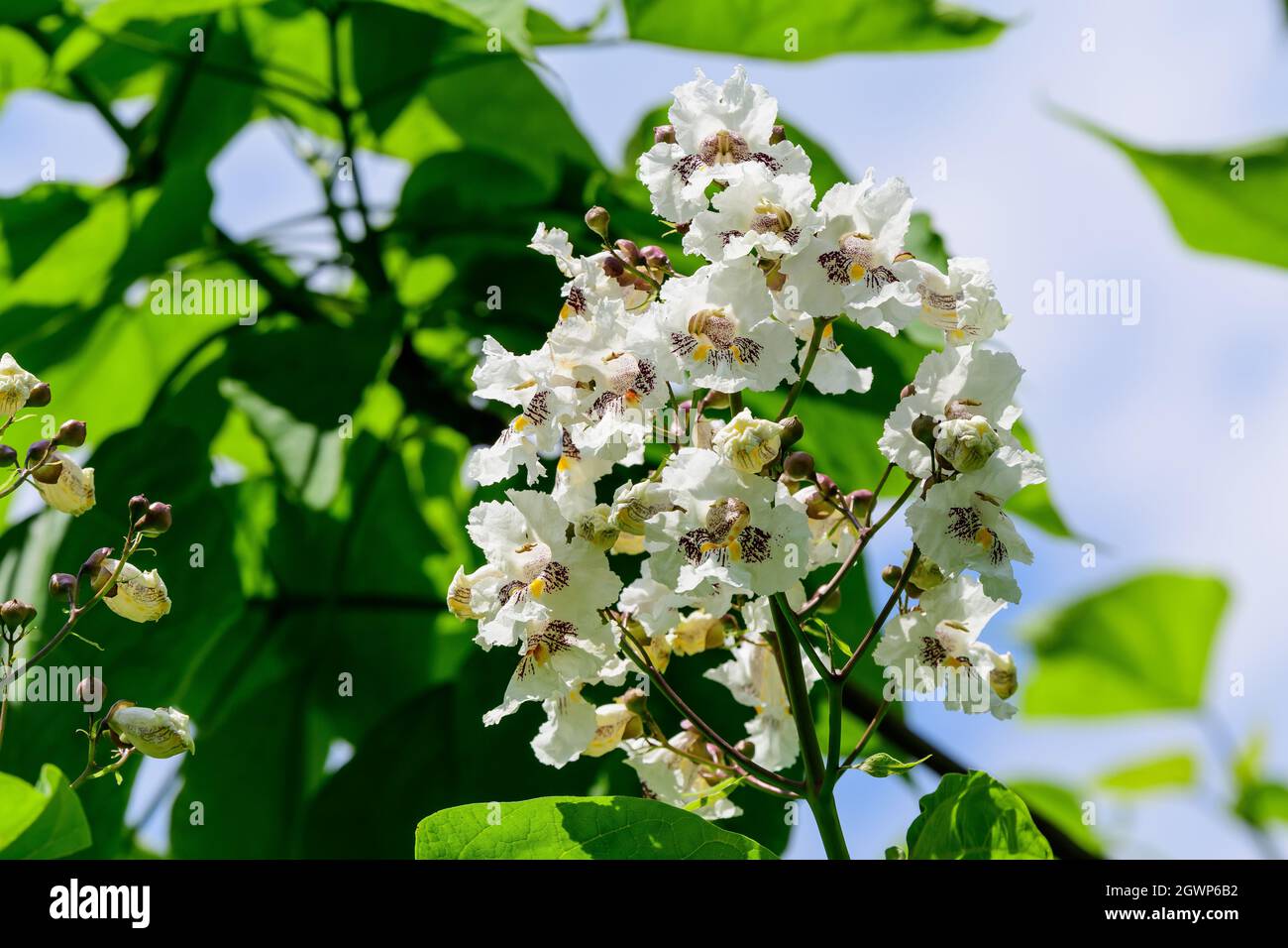 Flores blancas de Catalpa Bignonioides Planta conocida como Catalpa del Sur, cigarro o árbol de habas indias Foto de stock