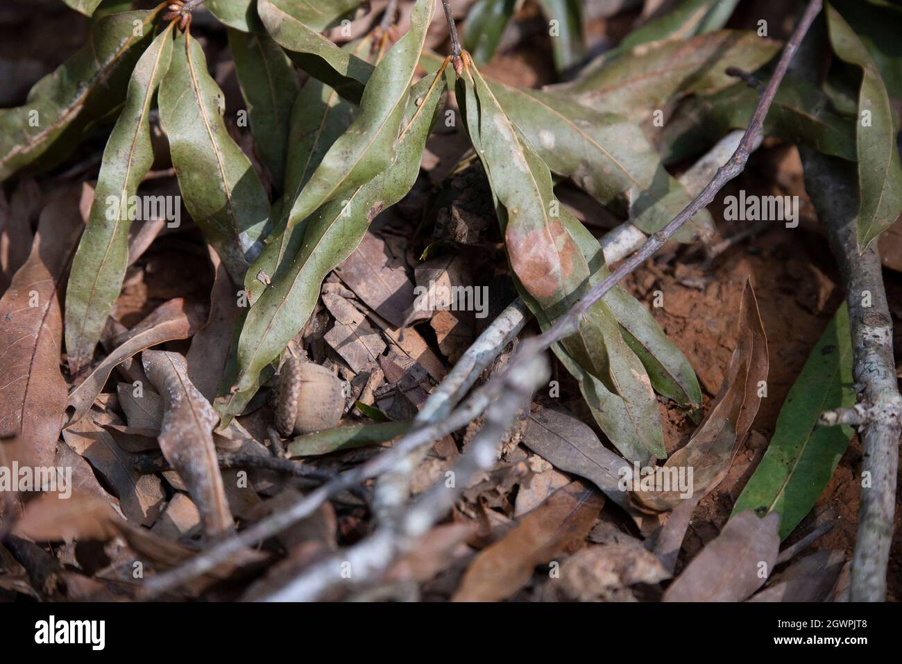 El sapo de la costa del golfo (Incilius valliceps) se esconde bajo una