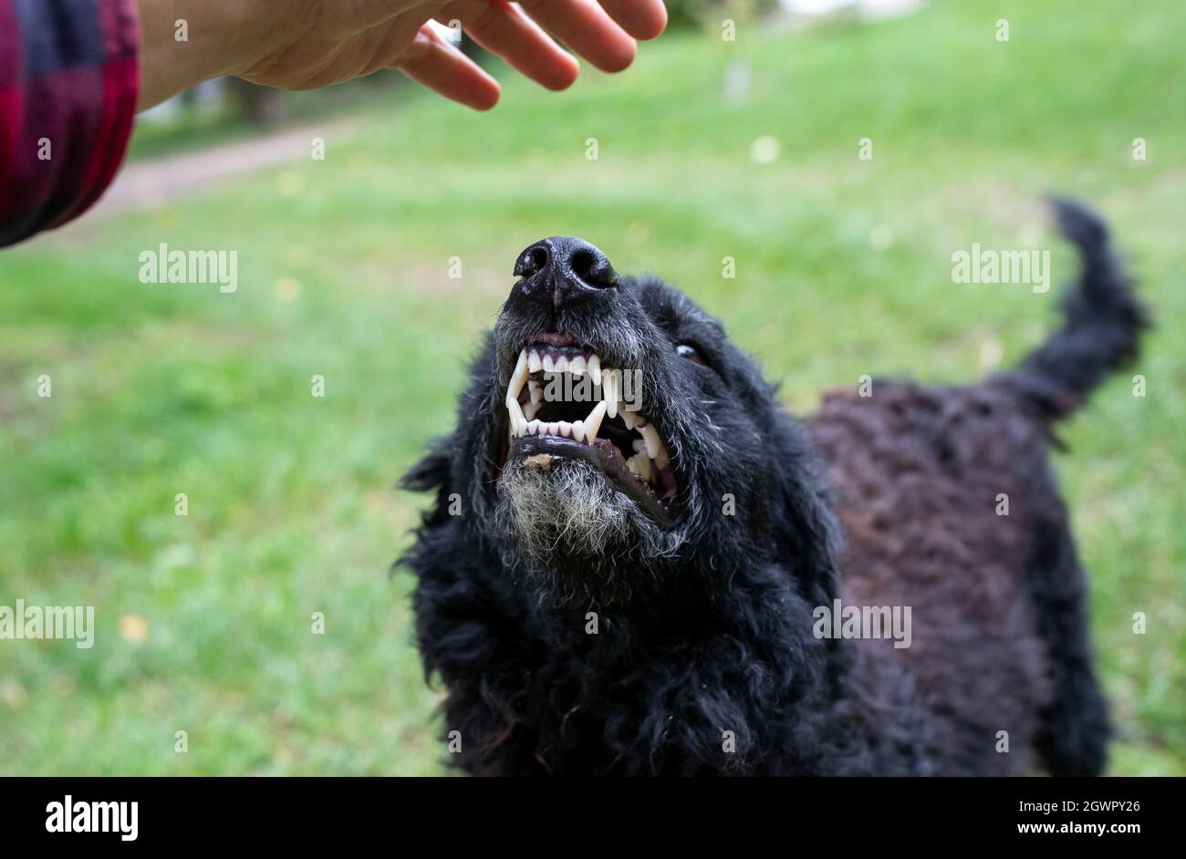 Primer plano de perro asegurado mostrando dientes a un extraño que se acerca con la mano al animal Foto de stock