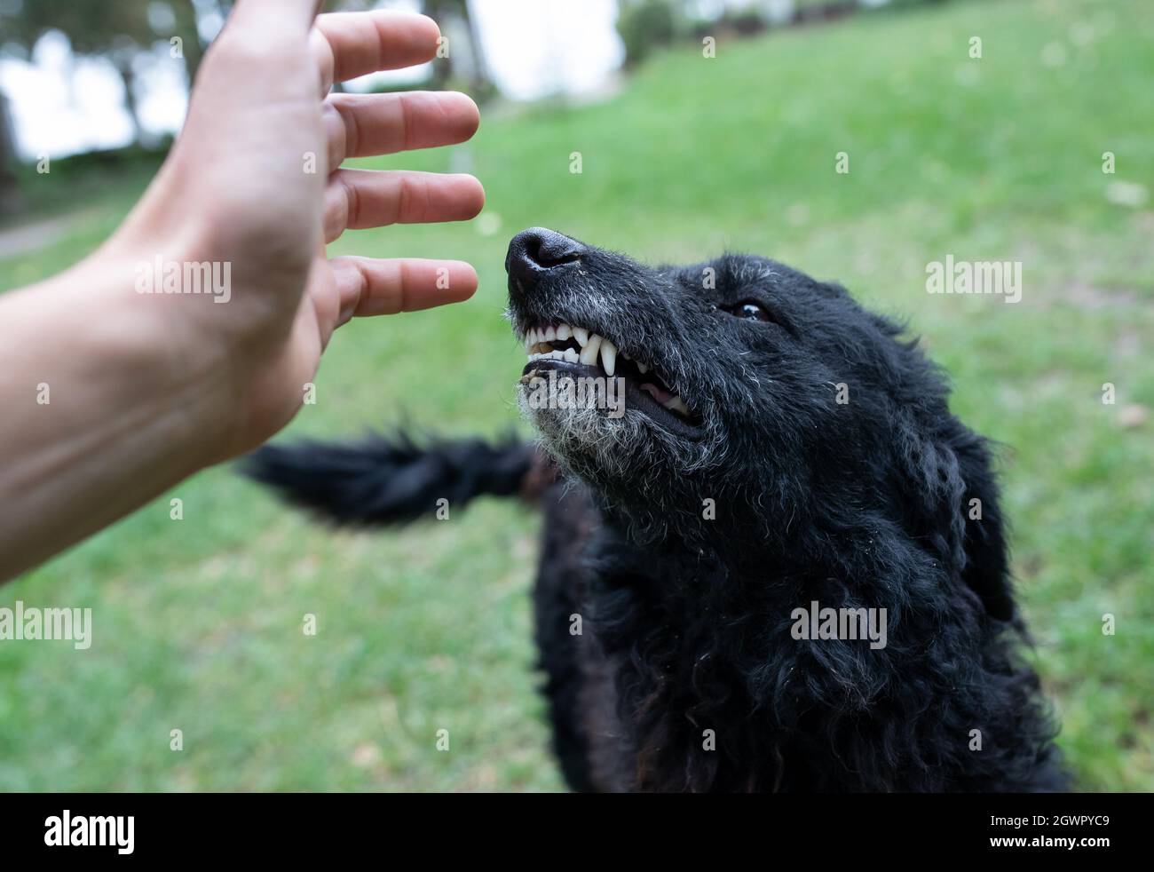 Primer plano de perro asegurado mostrando dientes a un extraño que se acerca con la mano al animal Foto de stock