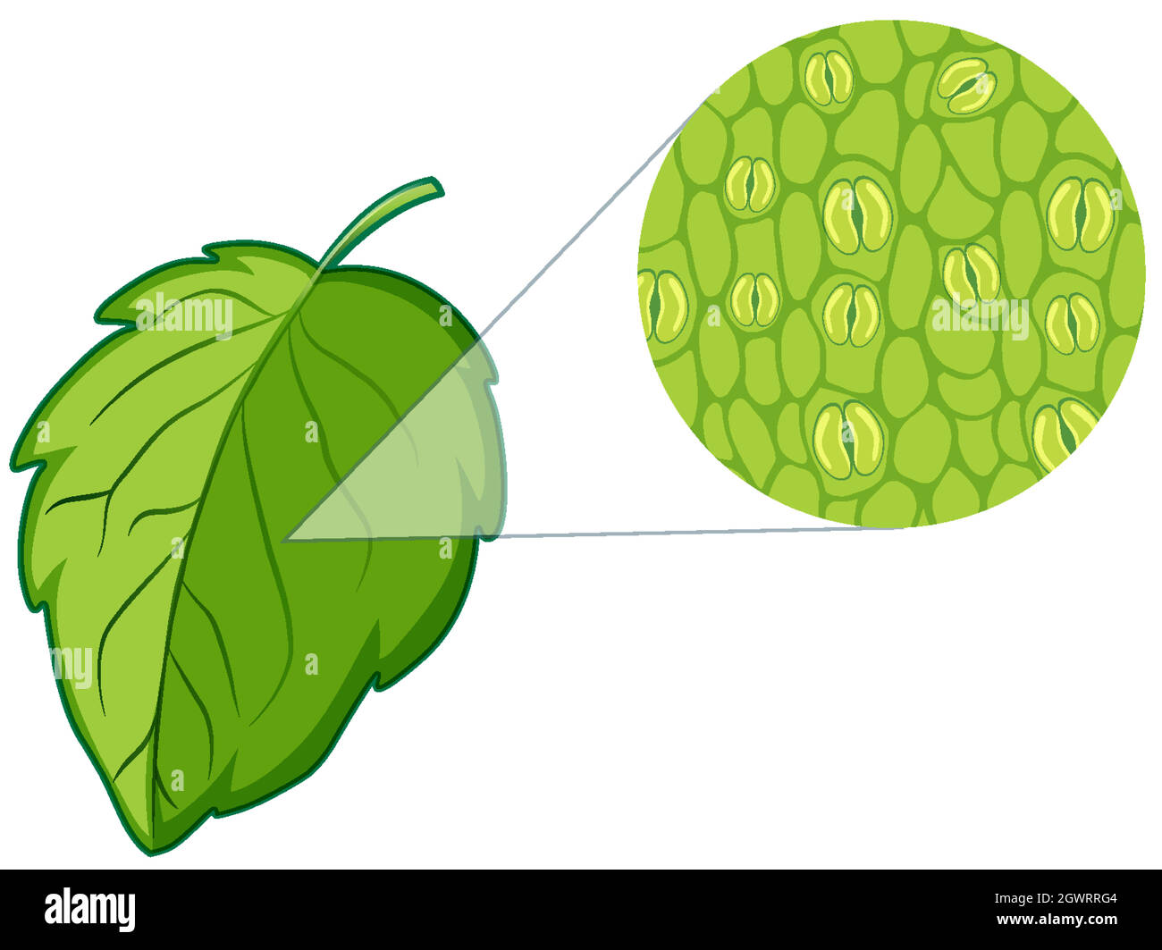 Diagrama que muestra la célula de la planta Imagen Vector de stock - Alamy