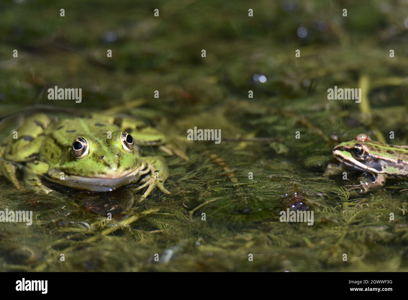 Primer plano de Frog perching en Lake Foto de stock