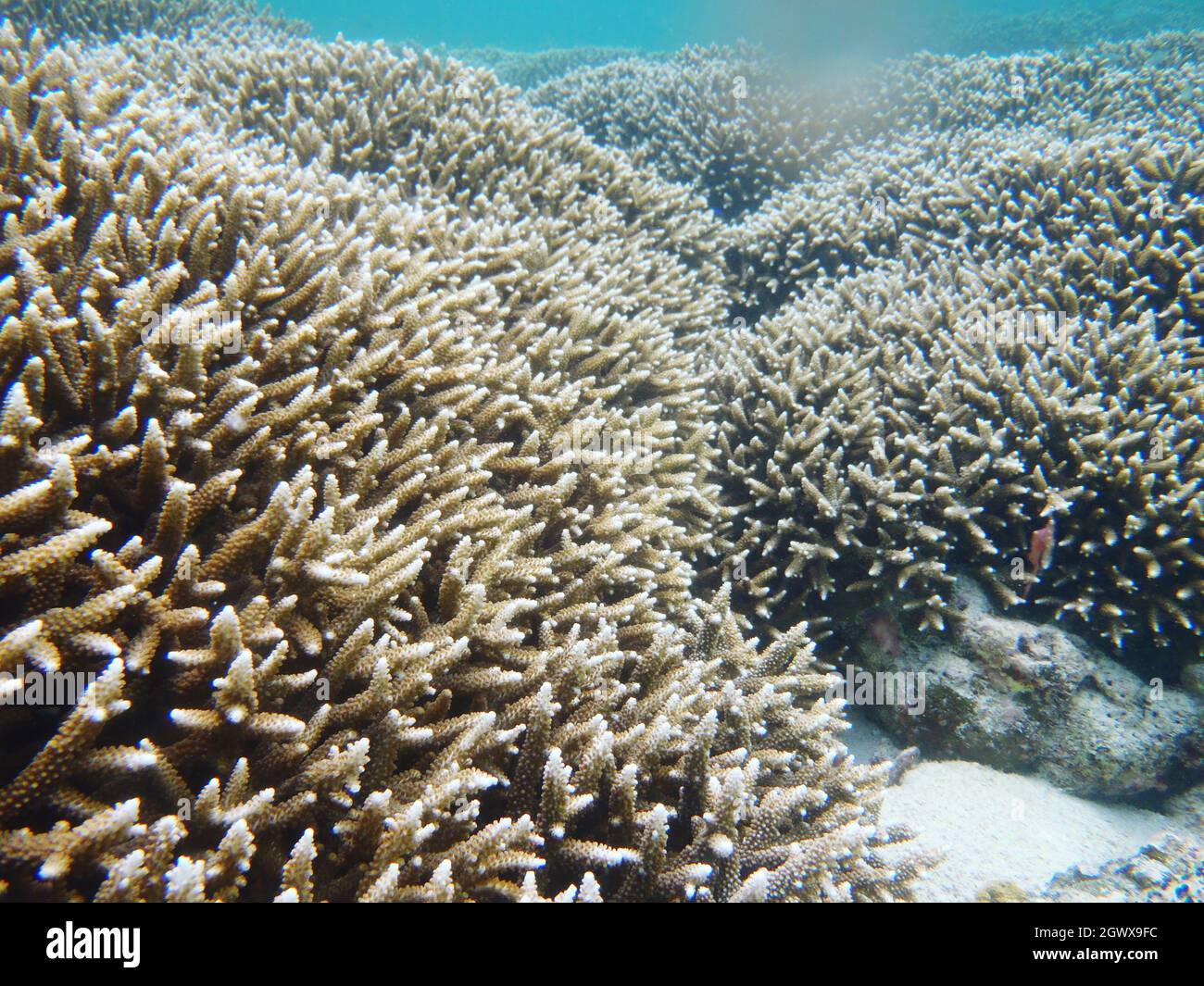 Vista de coral en el mar Foto de stock