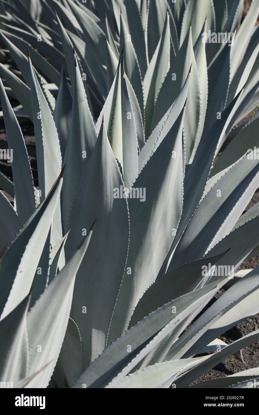 Aloe plant playa blanca lanzarote fotografías e imágenes de alta resolución  - Alamy
