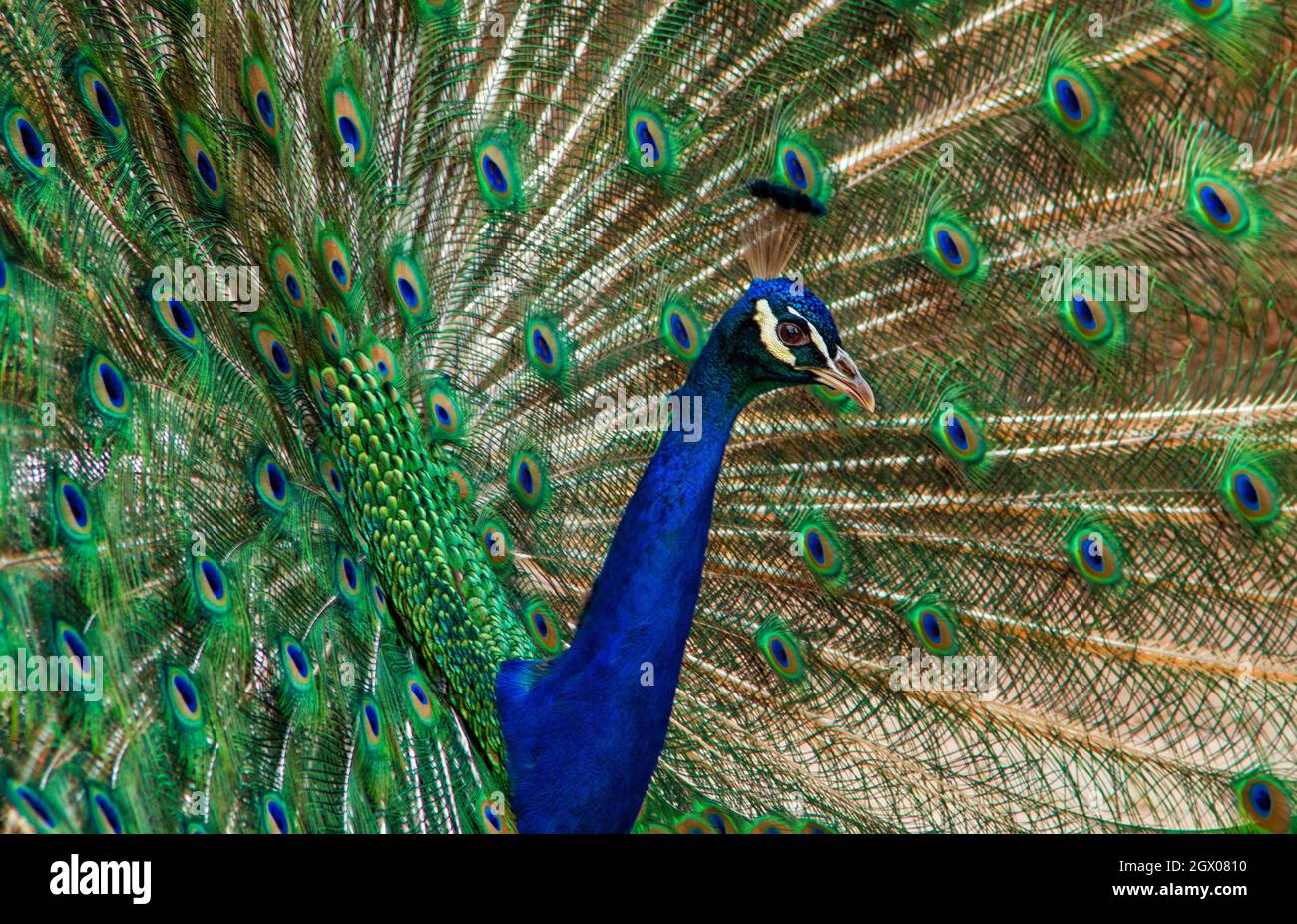 Close-up de Peacock Foto de stock
