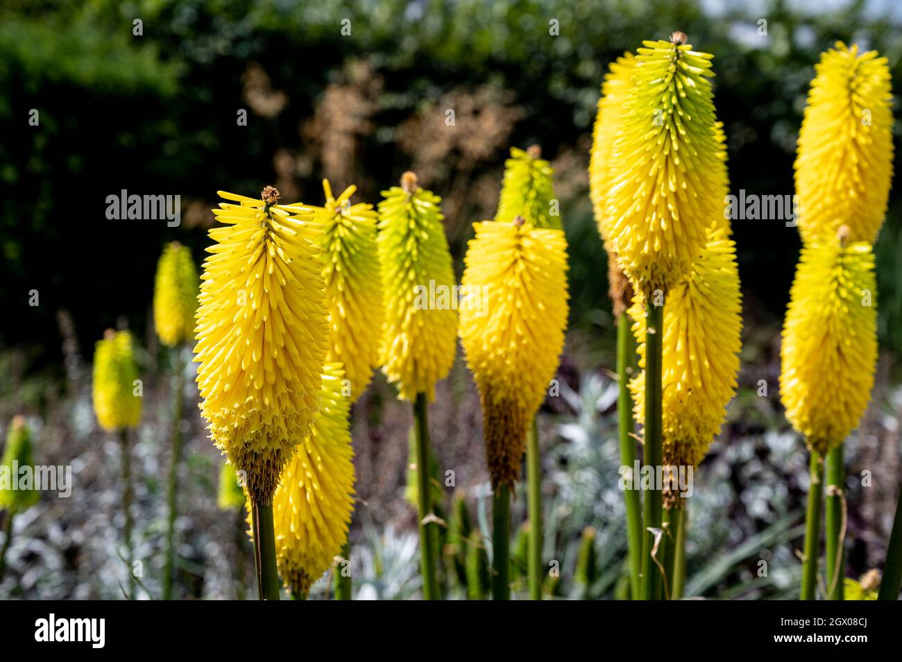 Kniphofia Bees Lemon, Red-hot poker Bees Lemon, Asphodelaceae. Flores amarillas brillantes a finales de verano. Foto de stock