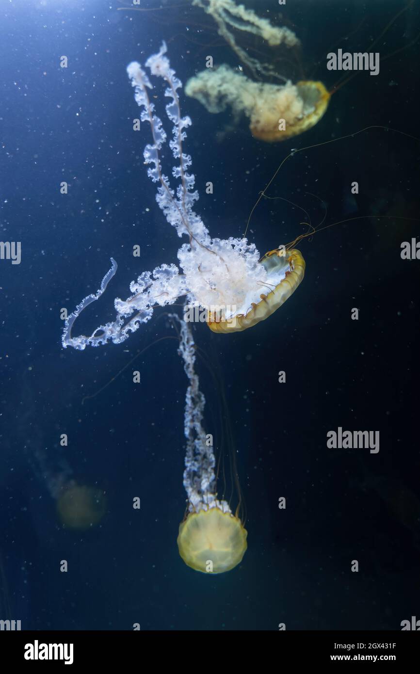 Costa Oeste medusas de ortiga (Chrysaora fuscescens), escifozoan planctónico en la familia: Pelagiidae, región: Océano Pacífico oriental Foto de stock