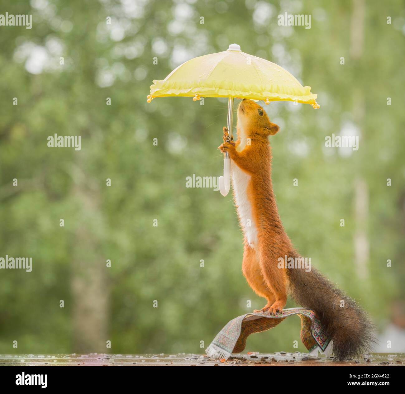 Ardilla roja está de pie sobre una alfombra voladora con sombrilla  Fotografía de stock - Alamy