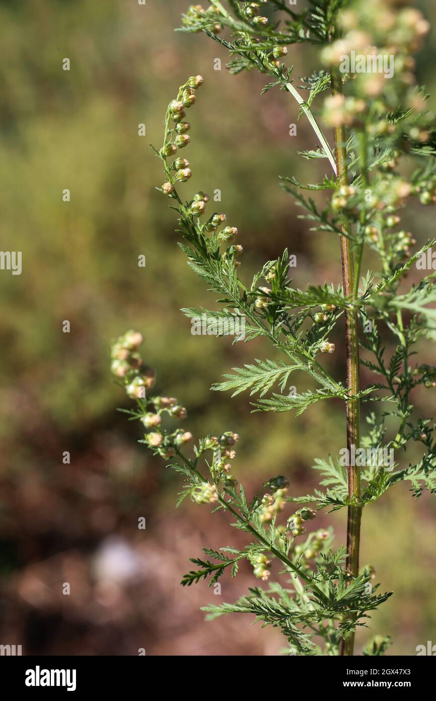 Artemisia annua, Annie dulce, sagewort dulce, Armoise annuelle, Compositae.  Planta silvestre rodada en verano Fotografía de stock - Alamy