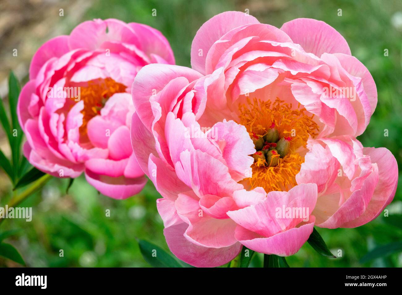 Peony Brillante Paeonia lactiflora Peonias Rosa hermoso Foto de stock