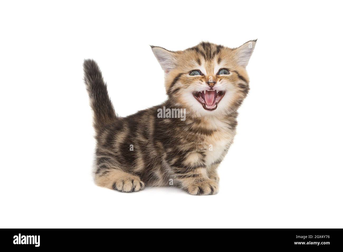 El gato riendo Imágenes recortadas de stock - Alamy