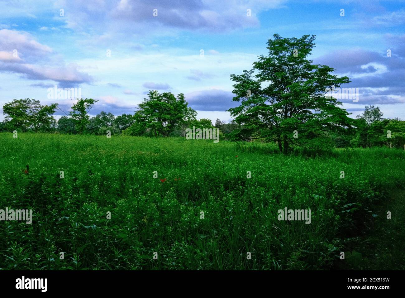 Campo con césped verde y árboles Foto de stock