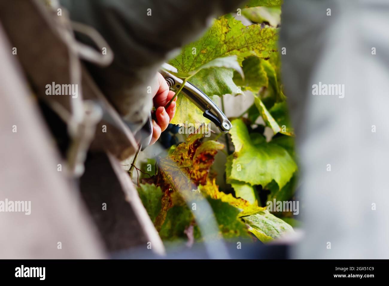 Desenfoque mujer cortando el racimo de uva por tijeras. Uvas de vino