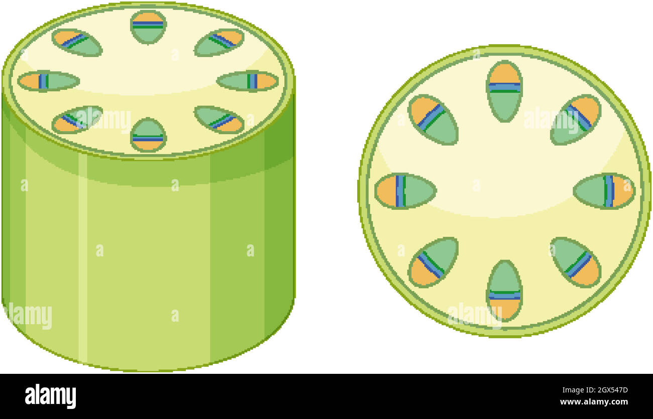 Elementos del sistema de tejido vascular en las plantas Imagen Vector