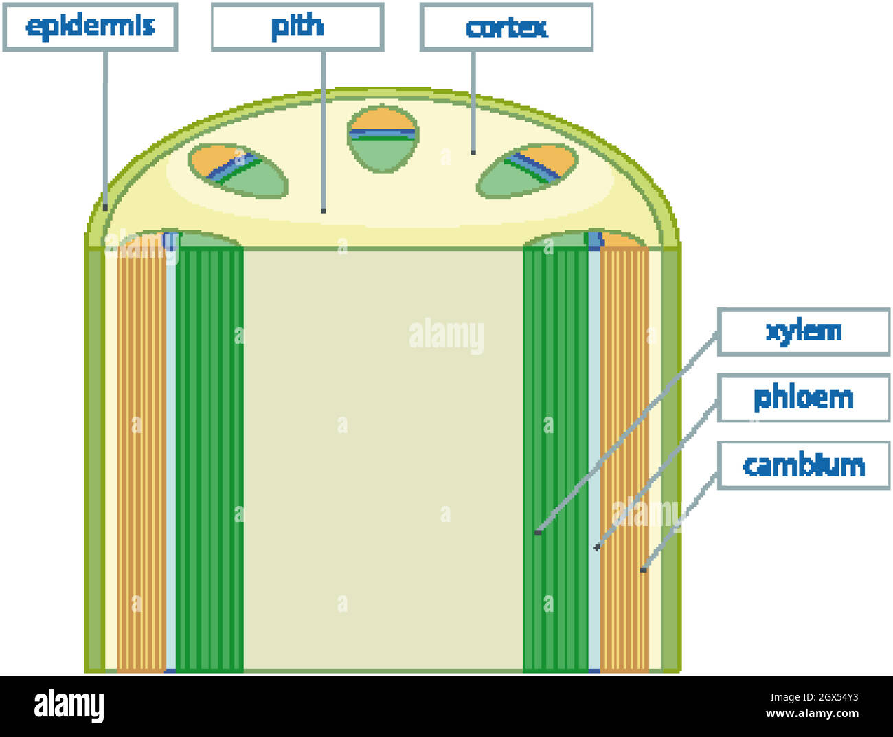 Diagrama que muestra el sistema de tejido vascular en las plantas