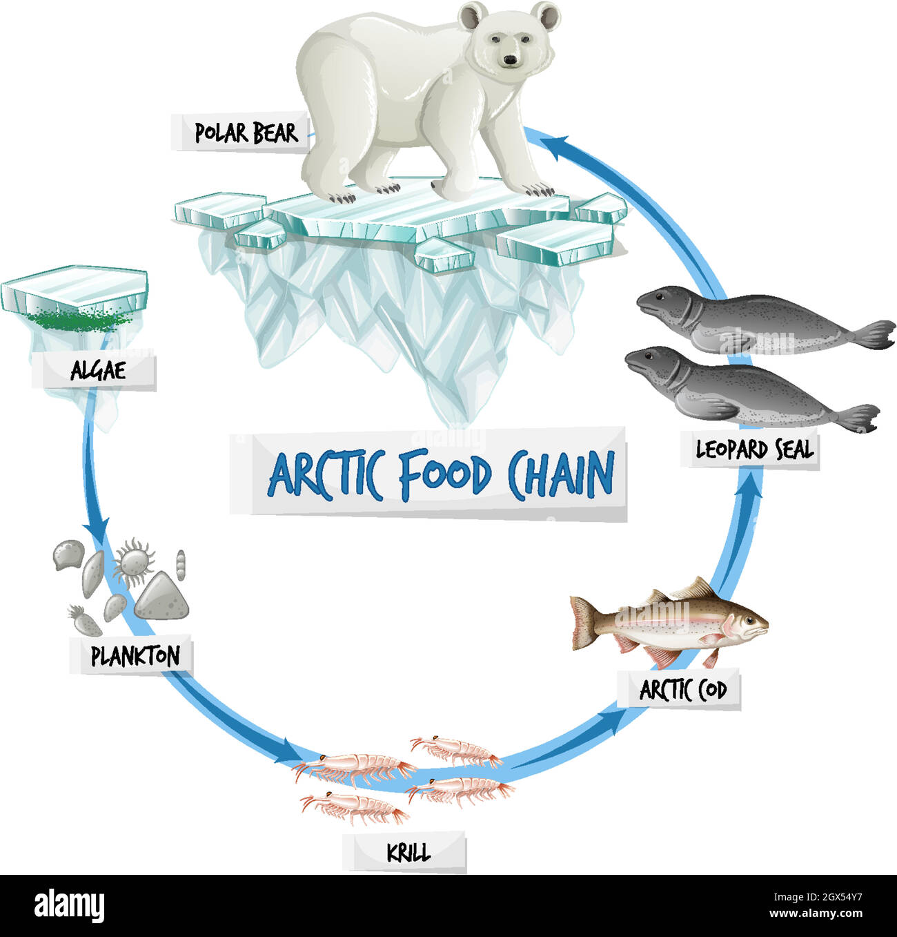 The ocean food chain Imágenes vectoriales de stock - Alamy